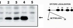 GeneTex p53 Antibody clone X77 GTX16465