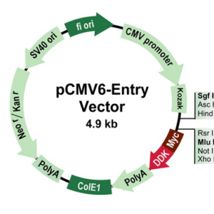 OriGene pCMV6-Entry Mammalian Expression Vector PS100001