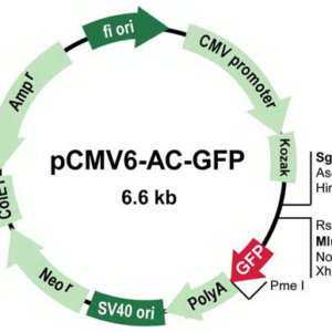 OriGene pCMV6-AC-GFP Mammalian Expression Vector