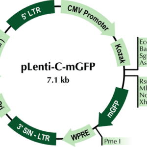 OriGene pLenti-C-mGFP Lentiviral Expression Vector PS100071