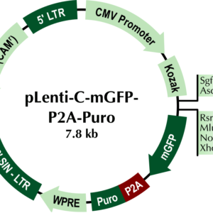 OriGene pLenti-C-mGFP-P2A-Puro Vector PS100093