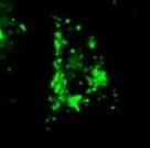 OriGene LAMP1 TurboGFP Lysosome Marker Plasmid RC100016