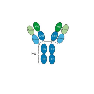 BPS Bioscience Bimagrumab