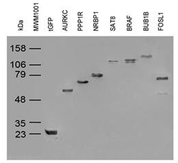 OriGene TurboGFP Mouse Monoclonal Antibody TA150041