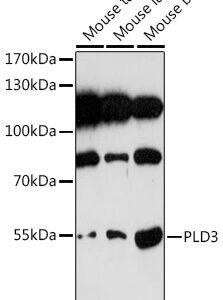 OriGene PLD3 Rabbit Polyclonal Antibody TA380028