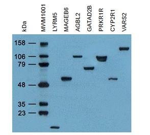 OriGene Anti-DDK FLAG Monoclonal Antibody TA50011-100