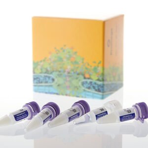 Promega L3260 L3261 TNT SP6 High-Yield Wheat Germ Protein Expression System